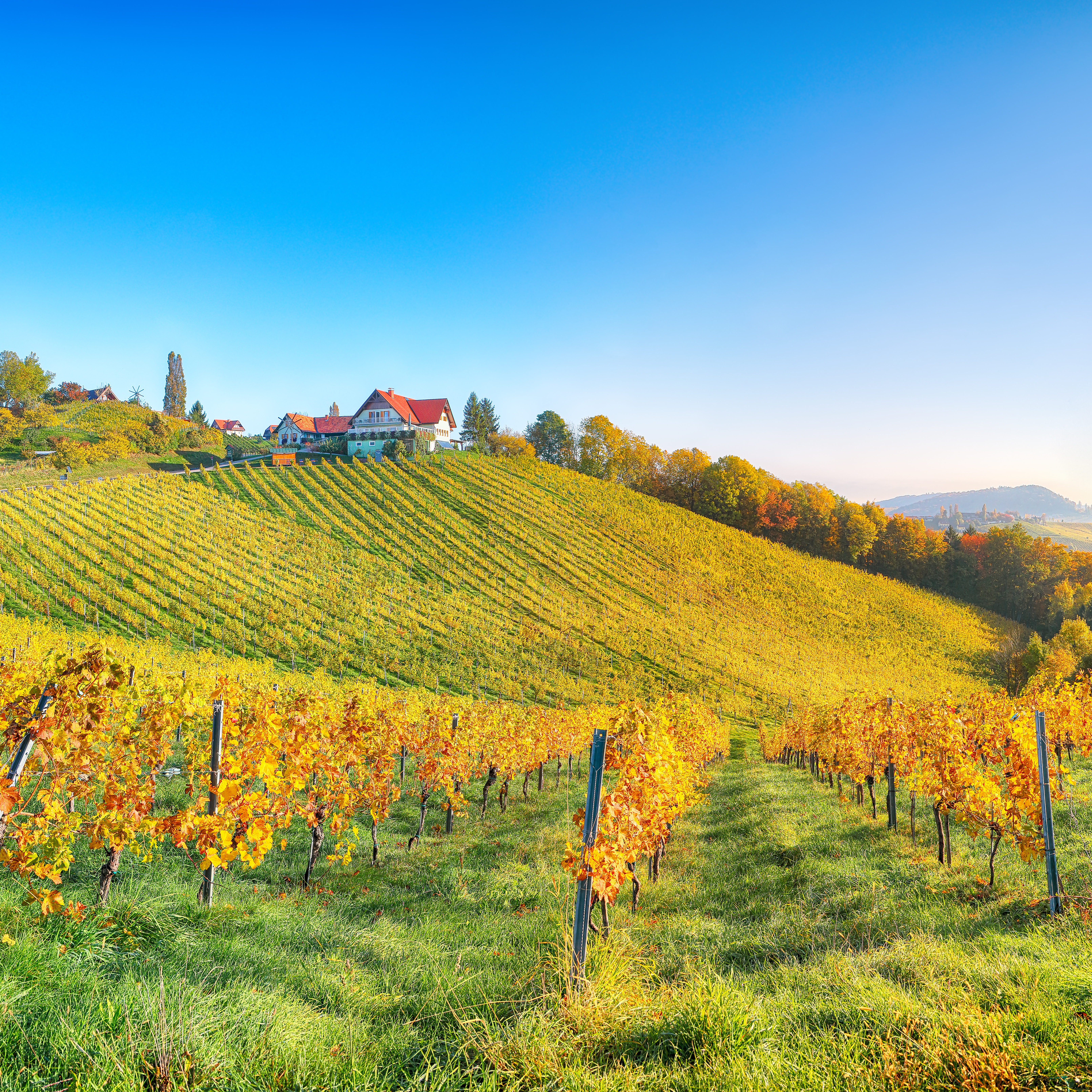 Weinberg-Landschaft im Herbstlicht